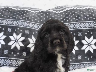 Cocker Spaniel dogs Chocolate - Ad 31