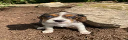 Beaglier dogs for sale: Ashlyn - Ad 6