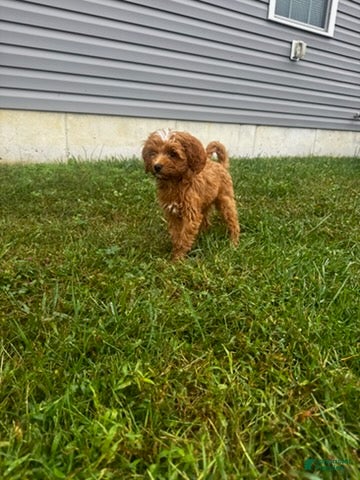 Cockapoo dogs for sale: Brown Boy - Ad 1