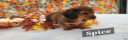 Miniature Dachshund dogs for sale: Spice - Ad 3