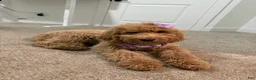 Goldendoodle dogs for sale: Raina - Ad 2