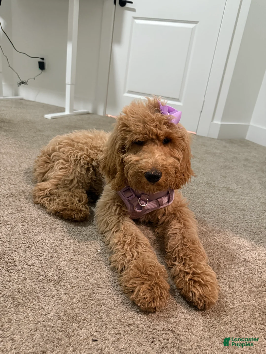 Goldendoodle dogs for sale: Raina - Ad 2