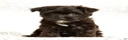 Yochon dogs for sale: Bandit - Ad 7