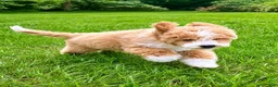 Mini Goldendoodle dogs for sale: Teddy Mini Goldendoodle F1B - Ad 8