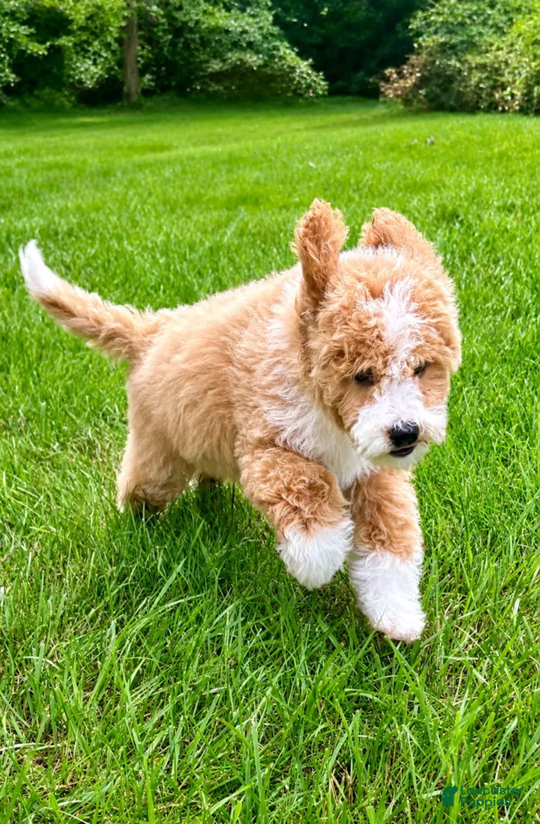 Mini Goldendoodle dogs for sale: Teddy Mini Goldendoodle F1B - Ad 8