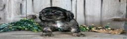 Cocker Spaniel dogs for sale: Manny - Ad 2