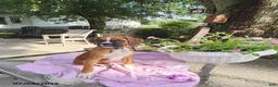 Boxer dogs for sale: Tessa - Ad 3