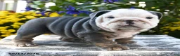 English Bulldog dogs for sale: Tallulah - Ad 4