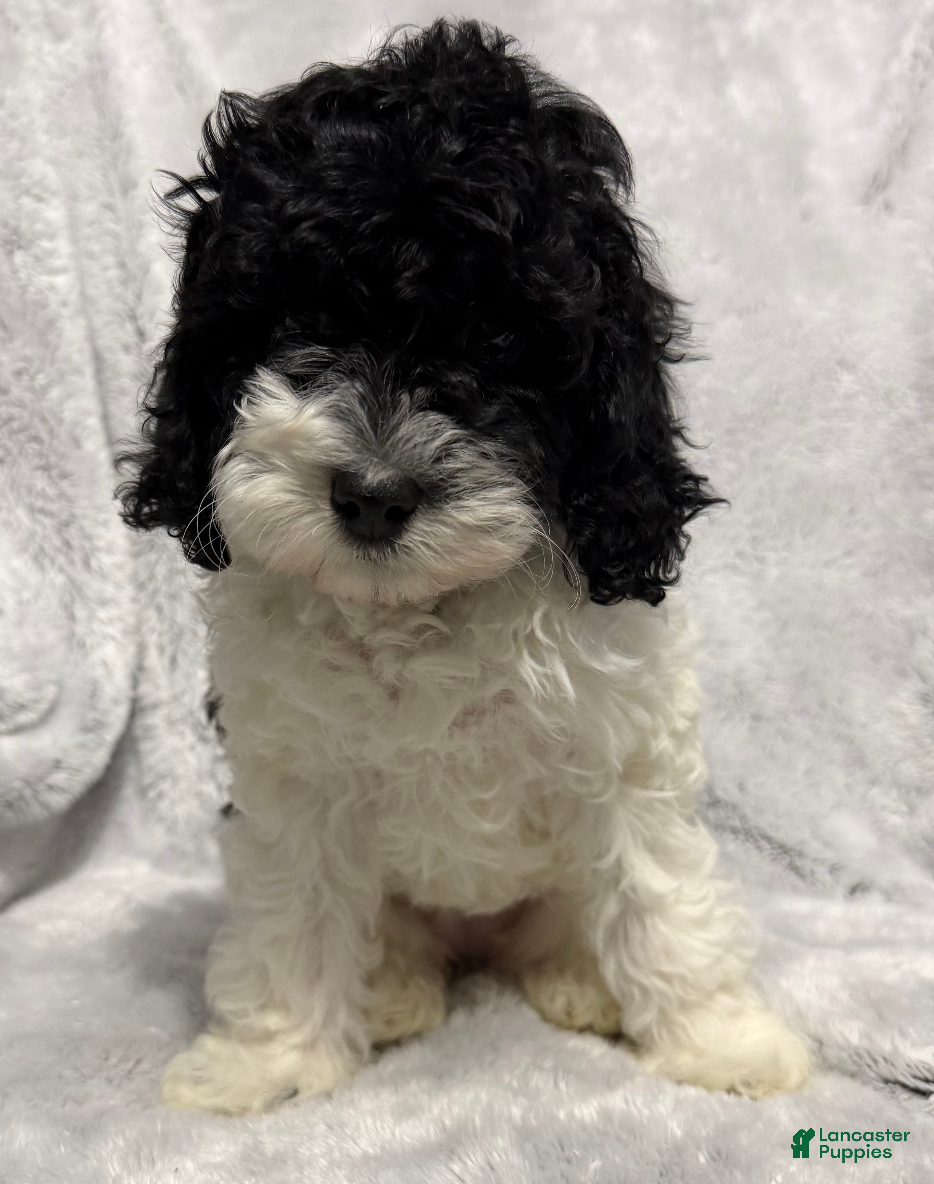 Cavapoo dogs Abby - Ad 25