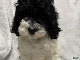 Cavapoo dogs Abby - Ad 25