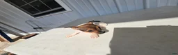 Chihuahua dogs for sale: Charlie - Ad 11