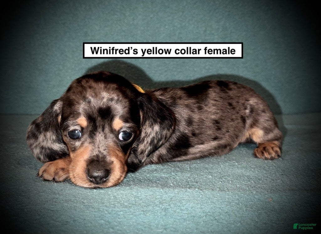 Dachshund dogs AKC Winifred's Yellow Collar Female - Ad 14