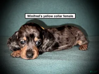 Dachshund dogs AKC Winifred's Yellow Collar Female - Ad 3