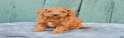 Mini Goldendoodle dogs for sale: Ruby - Ad 1