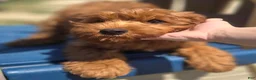 Cockapoo dogs for sale: Milan - Ad 13