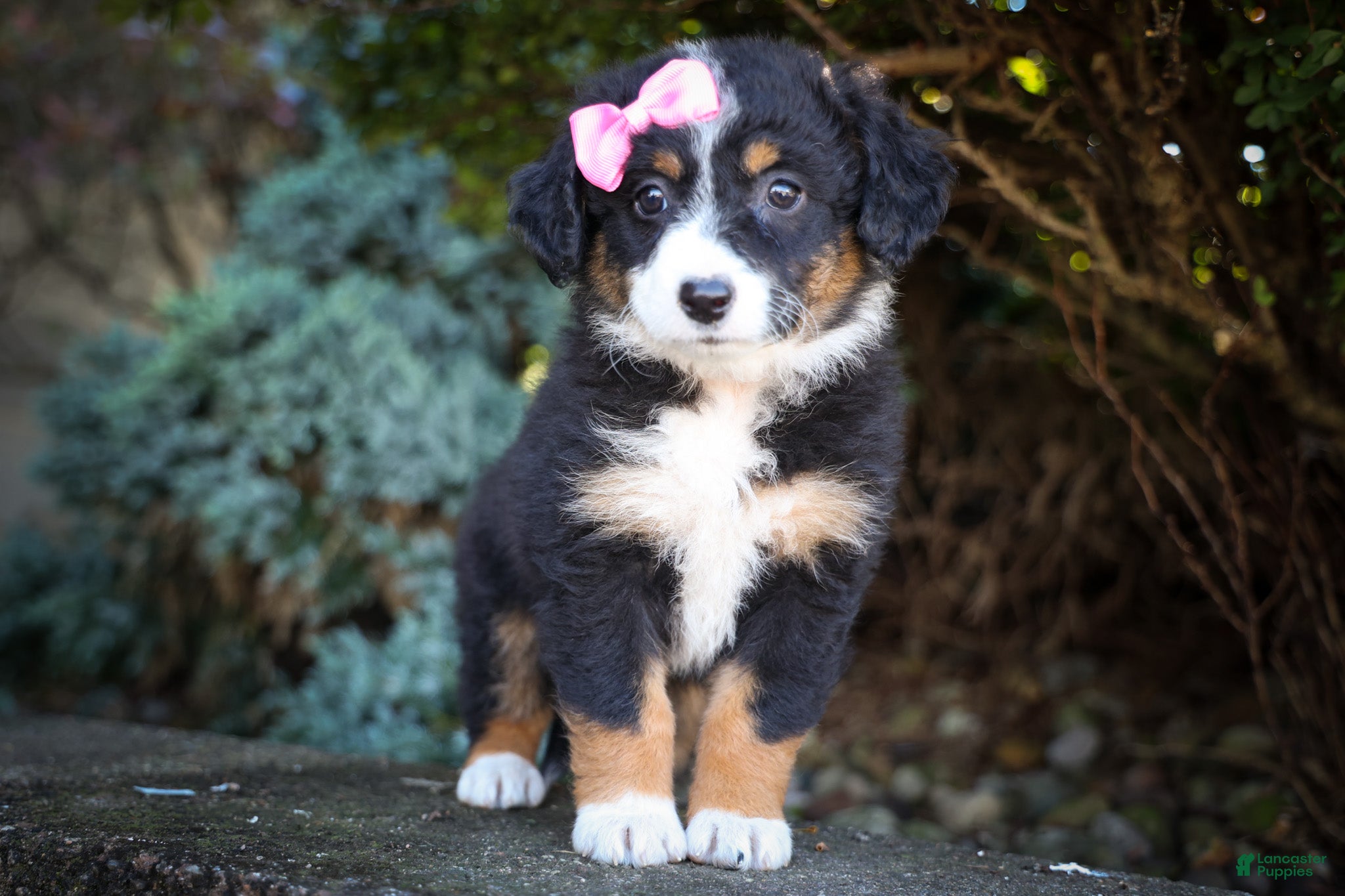 Mini Aussiedoodle dogs Layla🎀 - Ad 1