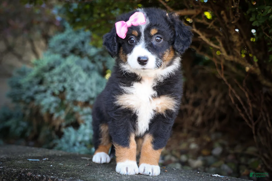 Mini Aussiedoodle dogs for sale: Layla🎀 - Ad 1