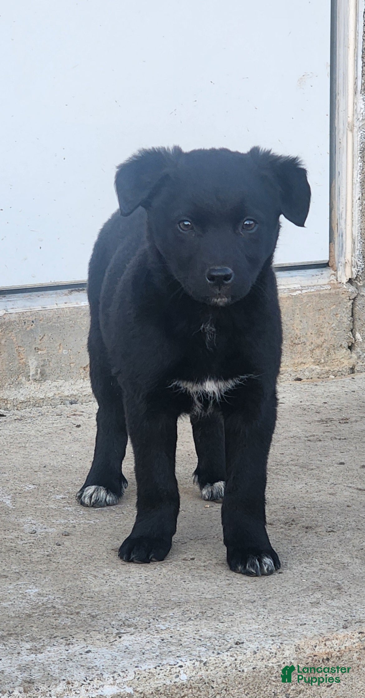 Mixed Breed dogs Mixed Breed Puppy 4 - Ad 1