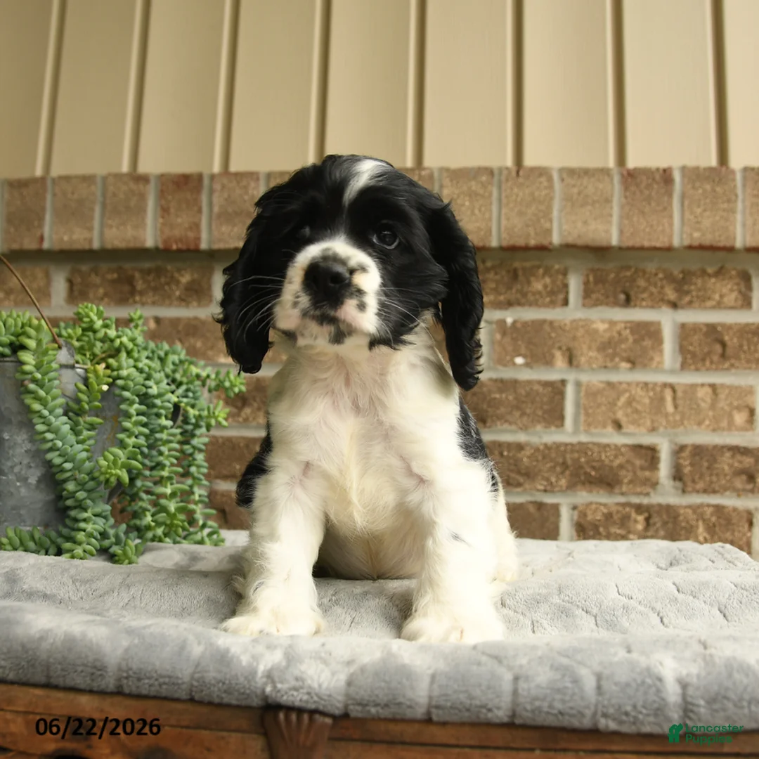 English Cocker Spaniel dogs for sale: Mandy - Ad 1