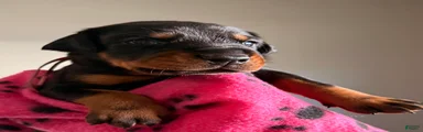 Electra-Pink Collar