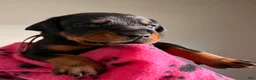 Doberman Pinscher dogs for sale: Electra-Pink Collar - Ad 1