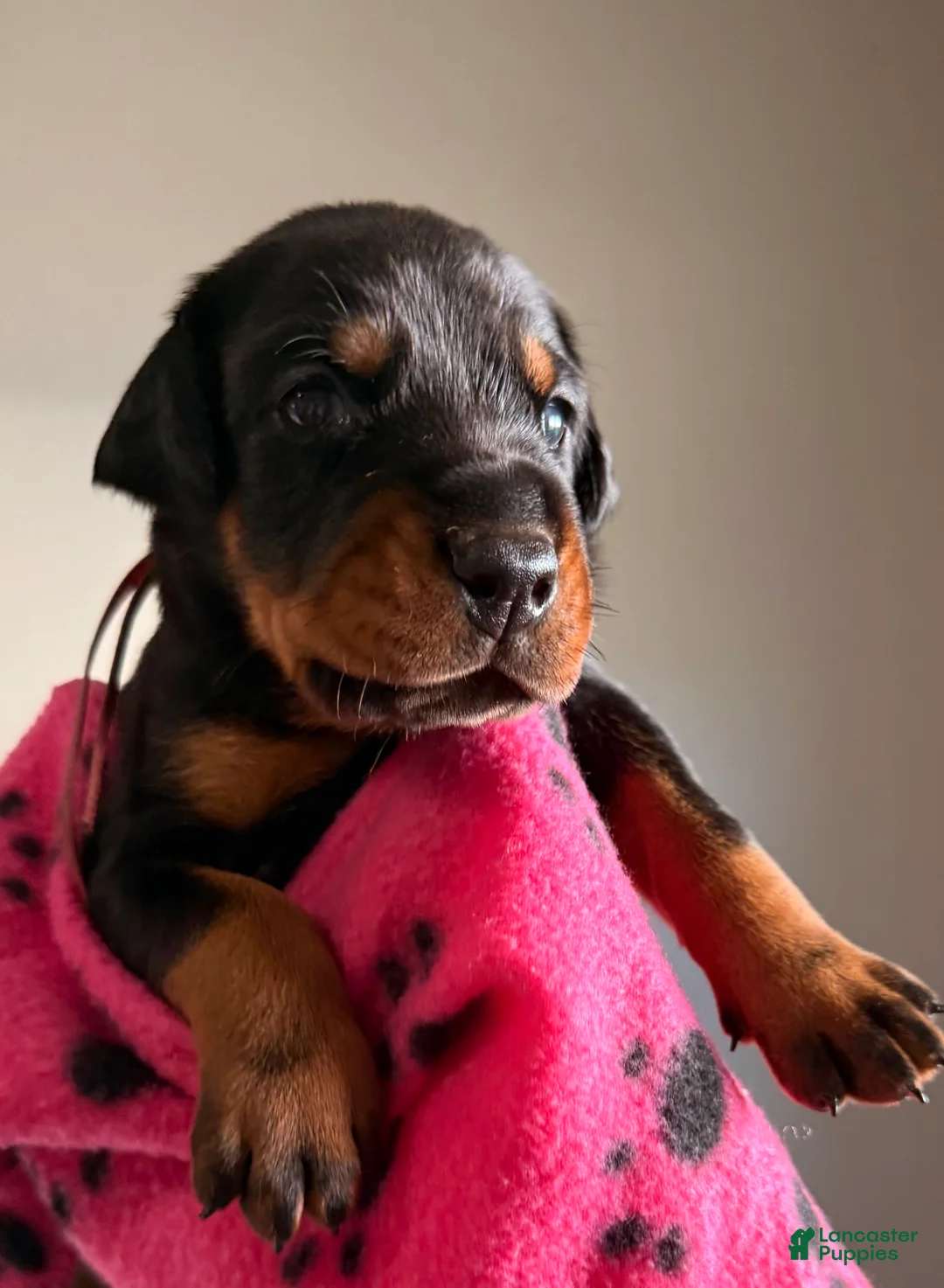 Doberman Pinscher dogs for sale: Electra-Pink Collar - Ad 1