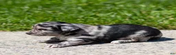 Chihuahua dogs for sale: Ryder Chihuahua Puppy  - Ad 9