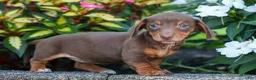 Miniature Dachshund dogs for sale:  Zoey🎀 - Ad 11