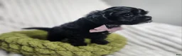 Yorkiepoo dogs for sale: Yorkiepoo 2 - Ad 5