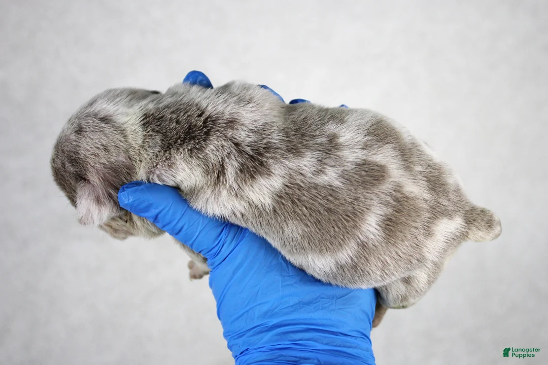 American Bully dogs for sale: Blue Tri Merle Female - Ad 12