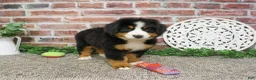 Bernese Mountain Dog dogs for sale: Star - Ad 4