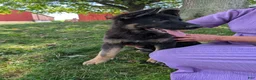 German Shepherd dogs for sale: Dani - Ad 10