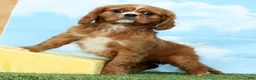 Cavalier King Charles Spaniel dogs for sale: Amber - Ad 3