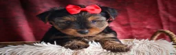 Yorkshire Terrier dogs for sale: DOC - Ad 10