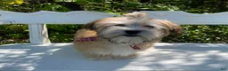 Morkie dogs for sale: Nacho - Ad 7
