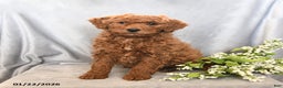 Mini Goldendoodle dogs for sale: Joey - Ad 1