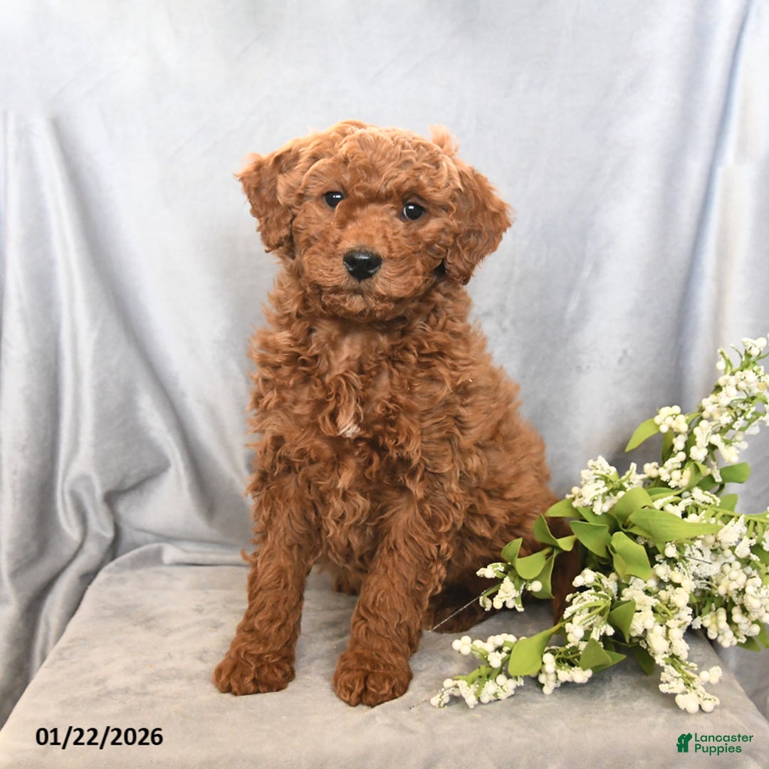 Mini Goldendoodle dogs for sale: Joey - Ad 1
