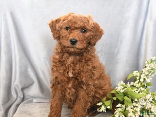 Mini Goldendoodle dogs Joey - Ad 38