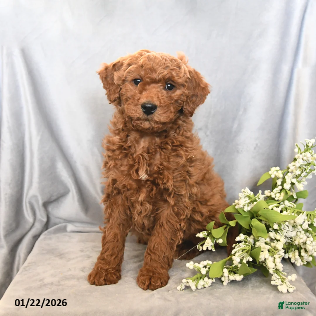 Mini Goldendoodle dogs for sale: Joey - Ad 1