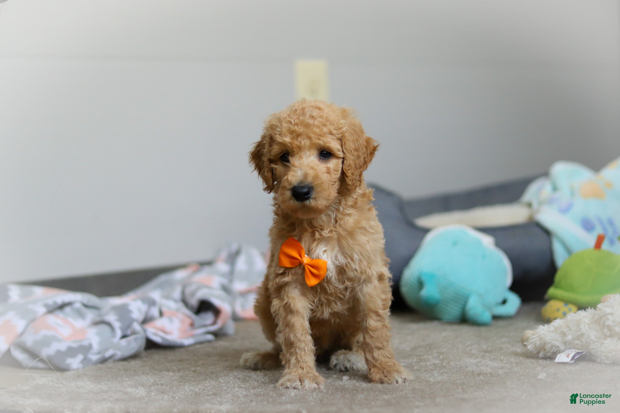 Standard Poodle dogs Gus AKC - Ad 1