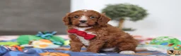 Cavapoo dogs for sale: Jaxon - Ad 5