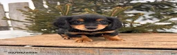 Miniature Dachshund dogs for sale: Mascot - Ad 3