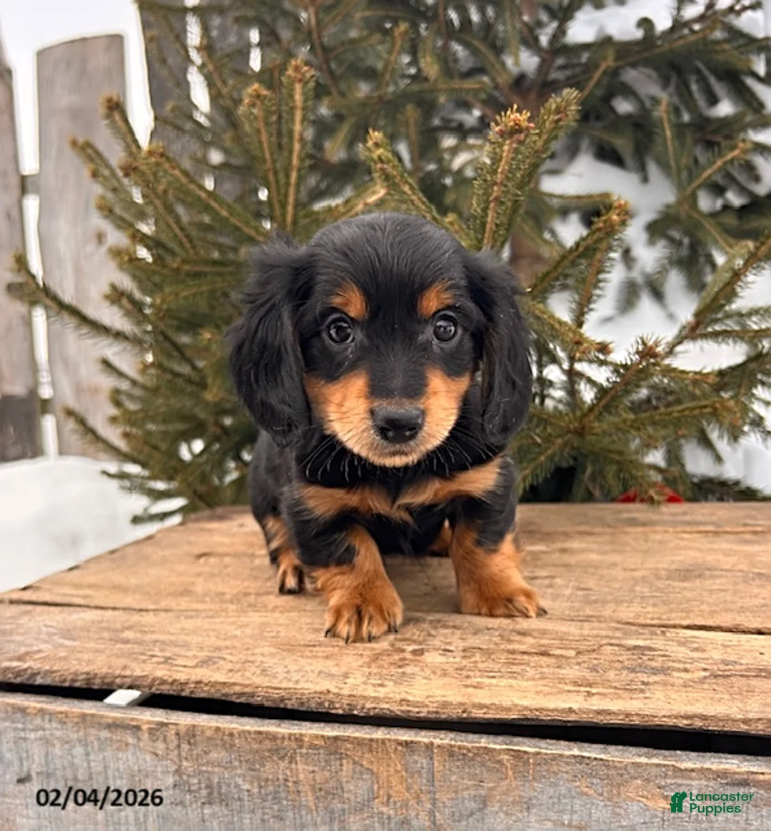 Miniature Dachshund dogs for sale: Mascot - Ad 3