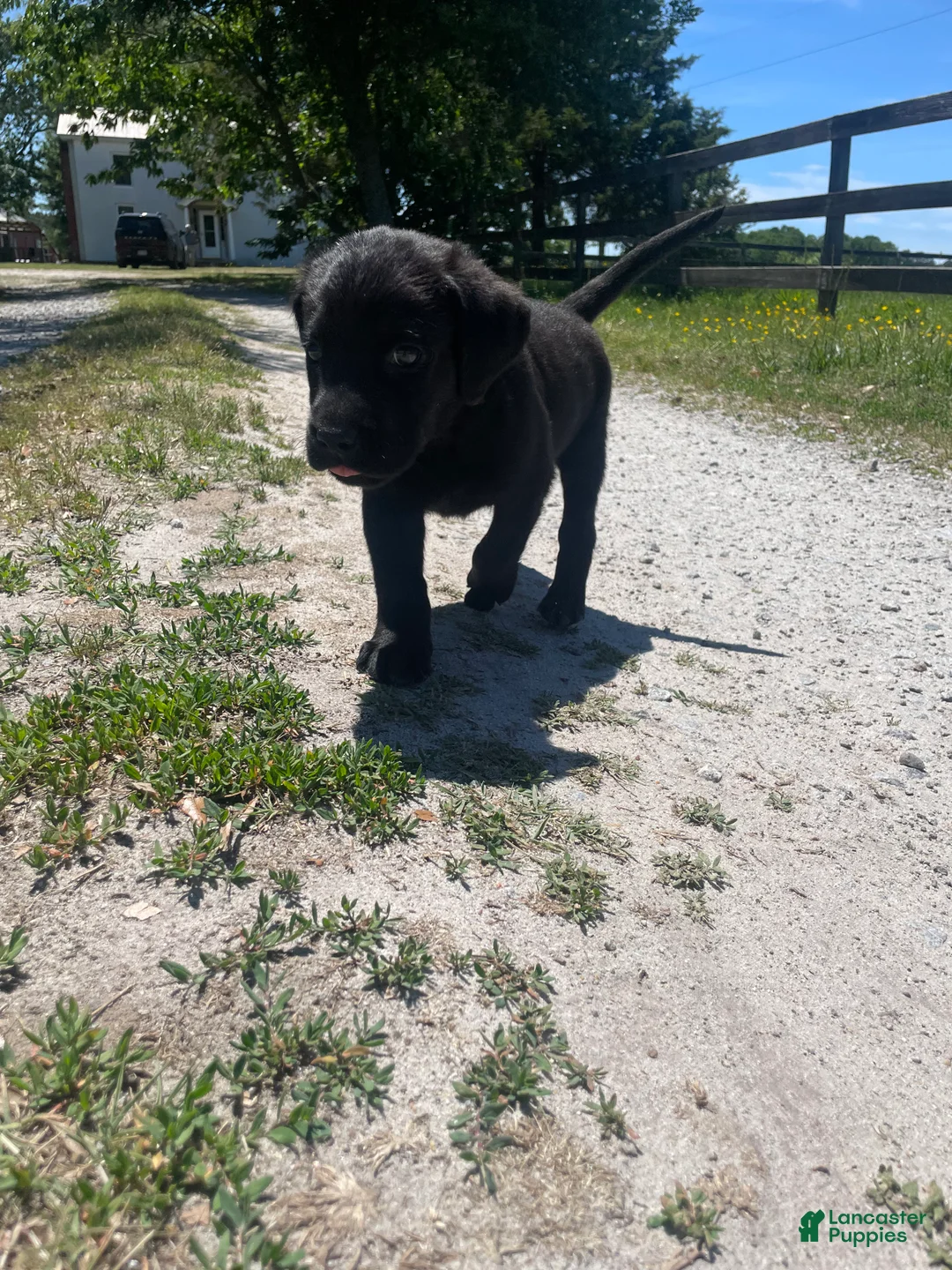 Labrador Retriever dogs for sale: Labrador Retriever Puppy 2 - Ad 2