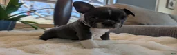 Frenchton dogs for sale: Clover - Ad 10