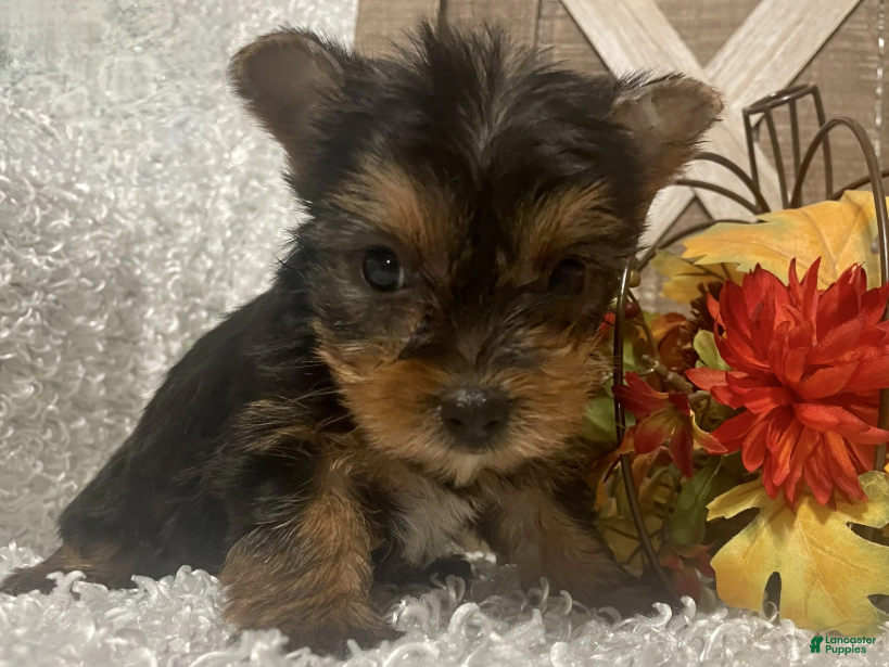 Yorkshire Terrier dogs Molly F1 - Ad 4