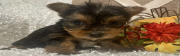 Yorkshire Terrier dogs for sale: Molly F1 - Ad 1