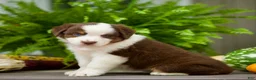 Miniature Australian Shepherd dogs for sale: Tia - Ad 3