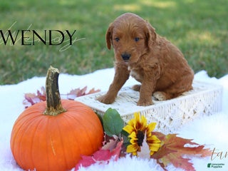 Mini Goldendoodle dogs - Ad 1