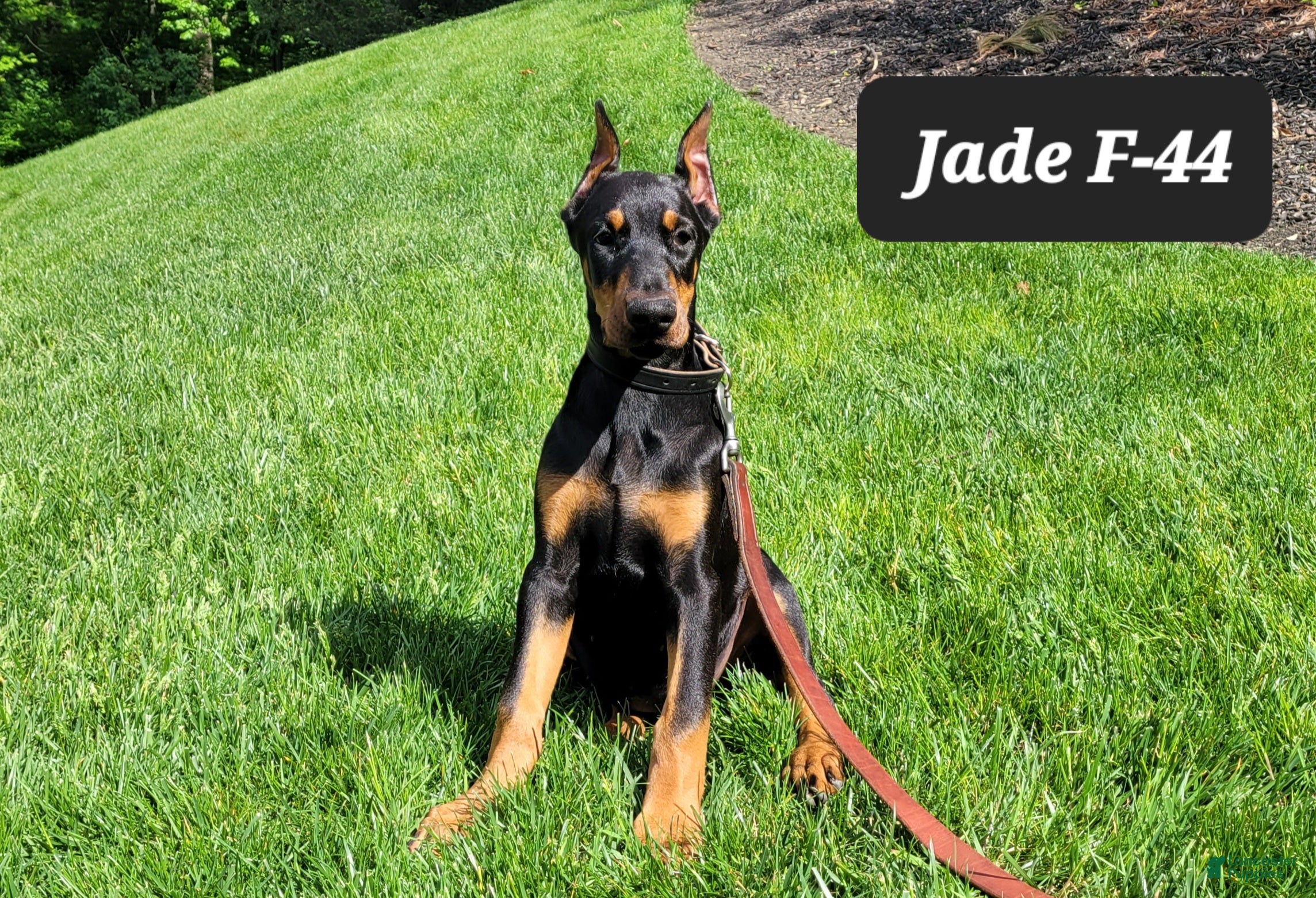 Doberman Pinscher dogs JADE - Ad 17